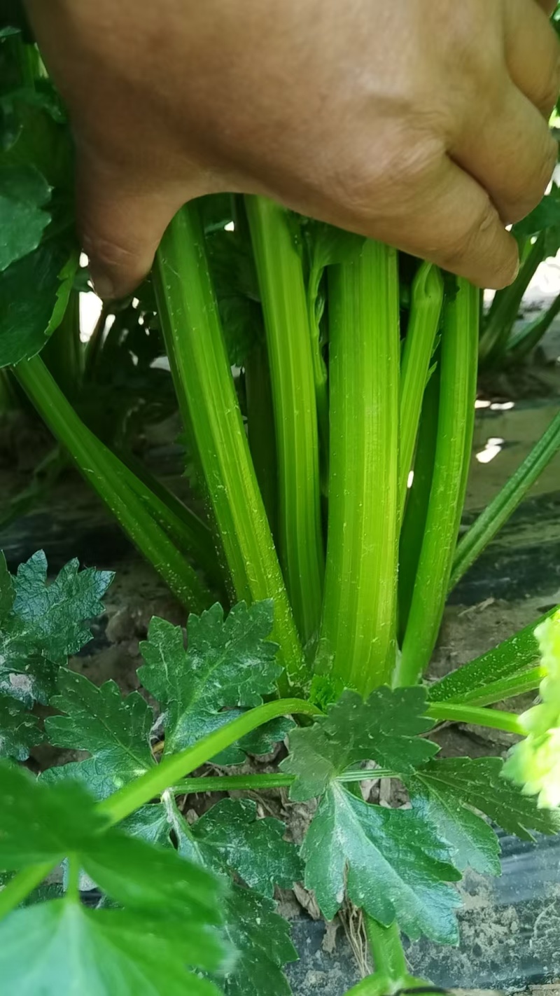 出售西芹10万斤