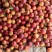 河北乐亭精品油桃大量上市产地直发价格优惠欢迎来电