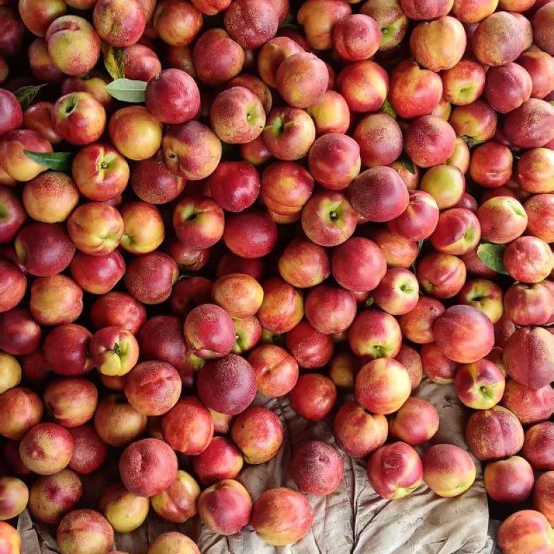 河北乐亭精品油桃大量上市产地直发价格优惠欢迎来电