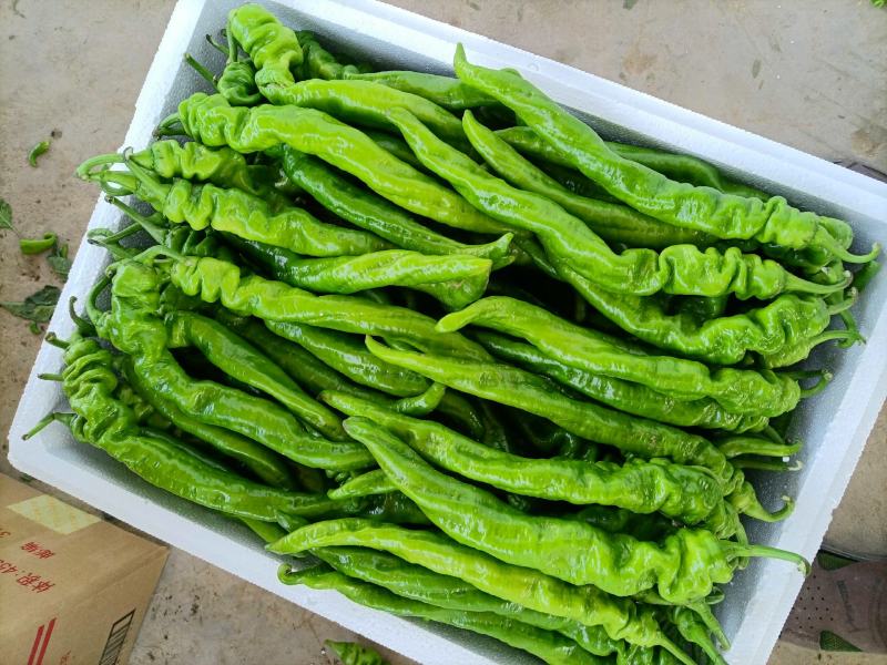 大量供应山西应县大陇椒，各种辣椒大量上市。全国代发。