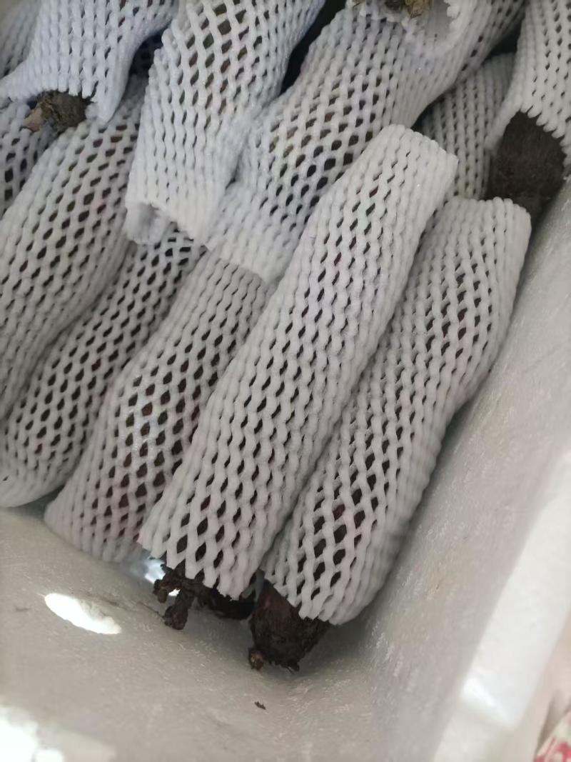 【实力】江西赣州紫玉淮山药大量有货/安远县紫玉淮山药