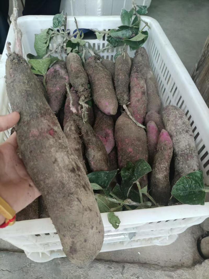 【实力】江西赣州紫玉淮山药大量有货/安远县紫玉淮山药