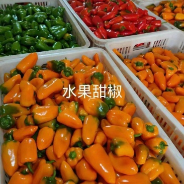水果椒一手货源