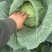 甘蓝圆包菜价格好好品质高海拔精品菜原厂直发全国各地