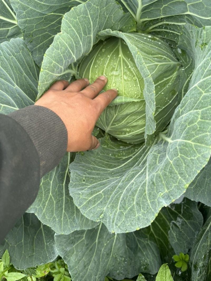 甘蓝圆包菜价格好好品质高海拔精品菜原厂直发全国各地