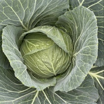 甘蓝圆包菜价格好好品质高海拔精品菜原厂直发全国各地