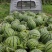 河北西瓜大量现货产地，