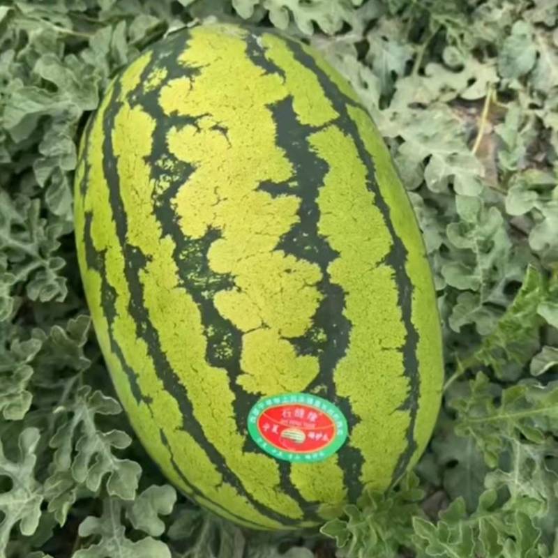 靖远硒砂瓜