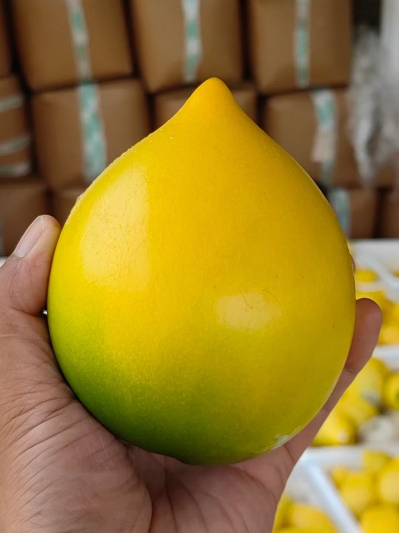 黄金果