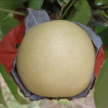 黄金梨