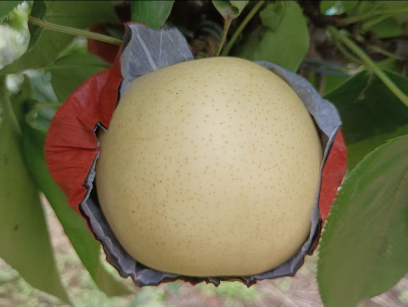 黄金梨