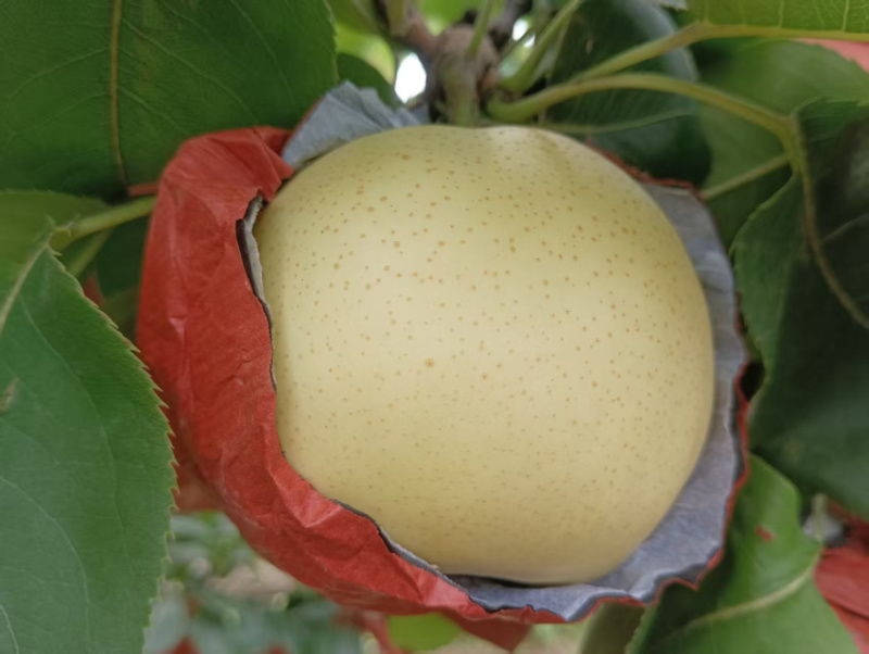 黄金梨