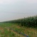 万糯玉米大量供应货源充足，基地直发，欢迎咨询