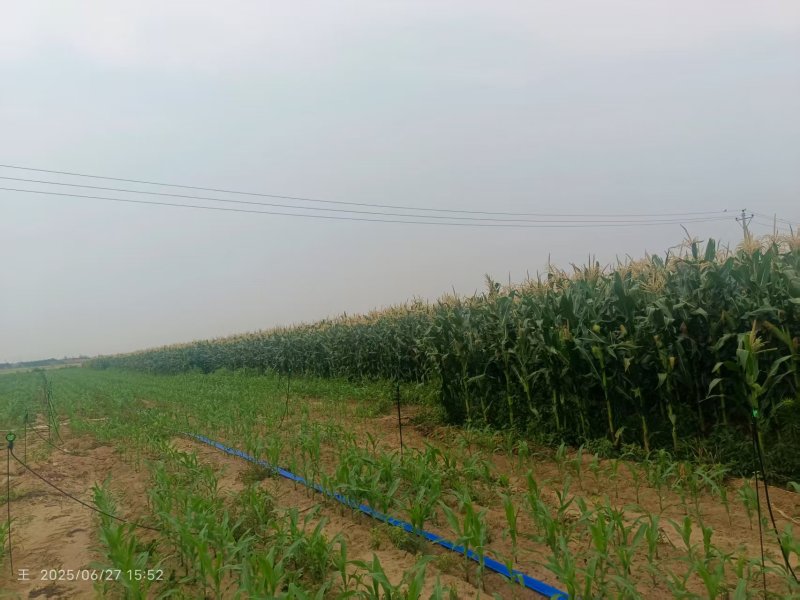 万糯玉米大量供应货源充足，基地直发，欢迎咨询