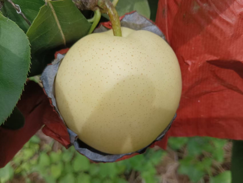 黄金梨