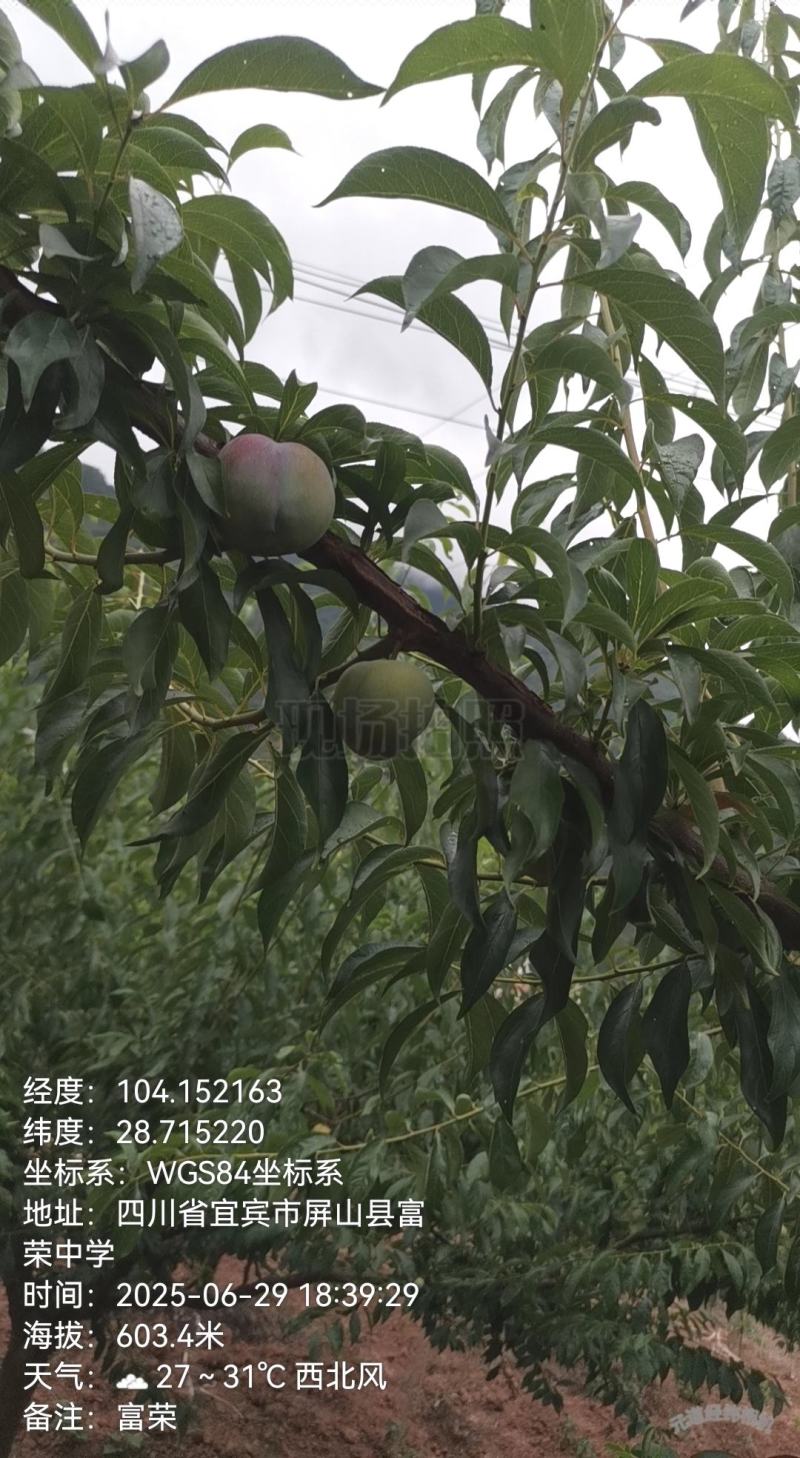 屏山半边红