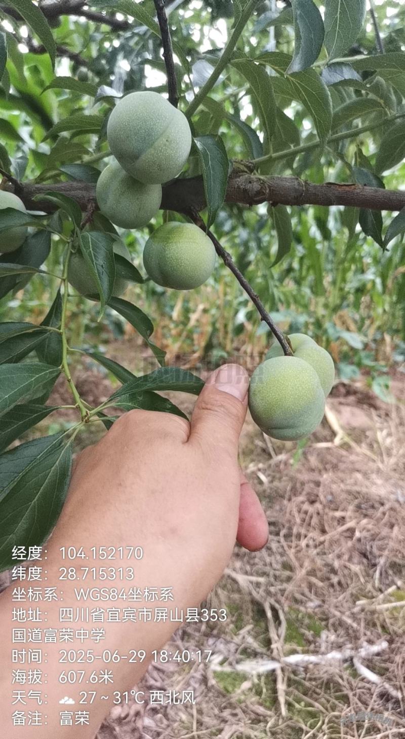 屏山半边红