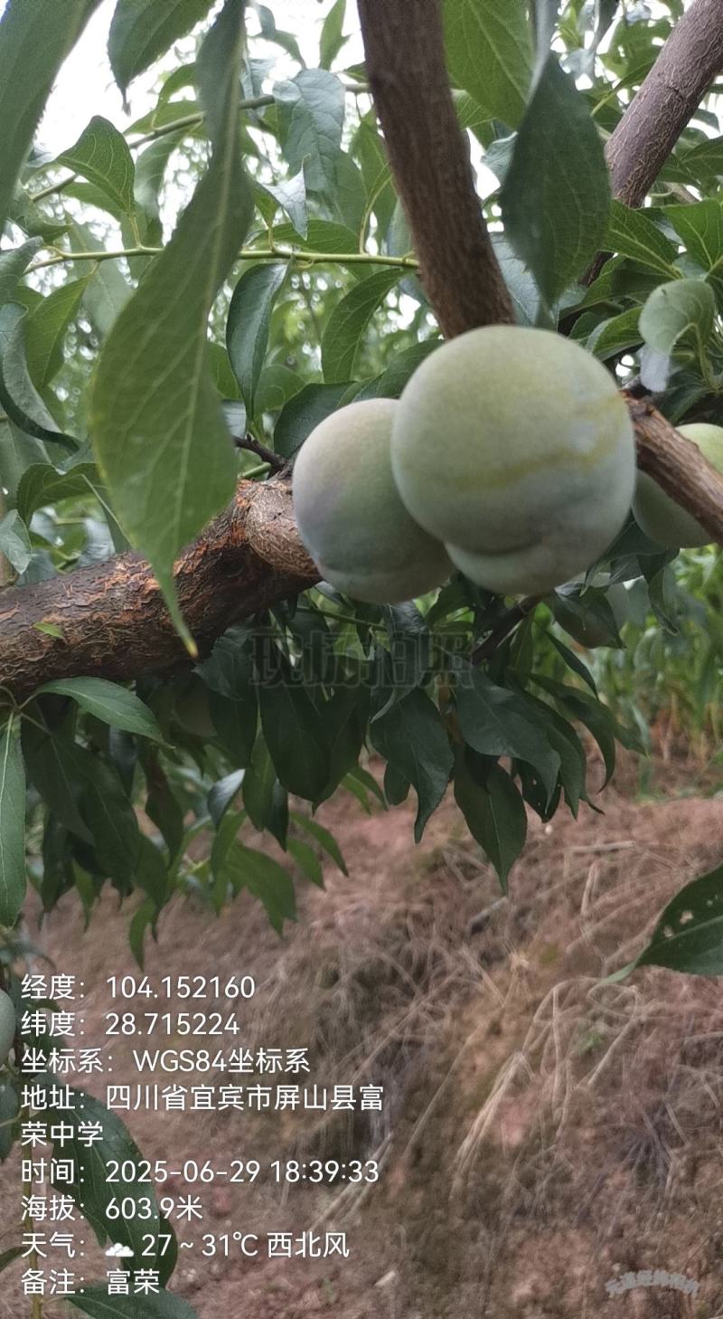 屏山半边红