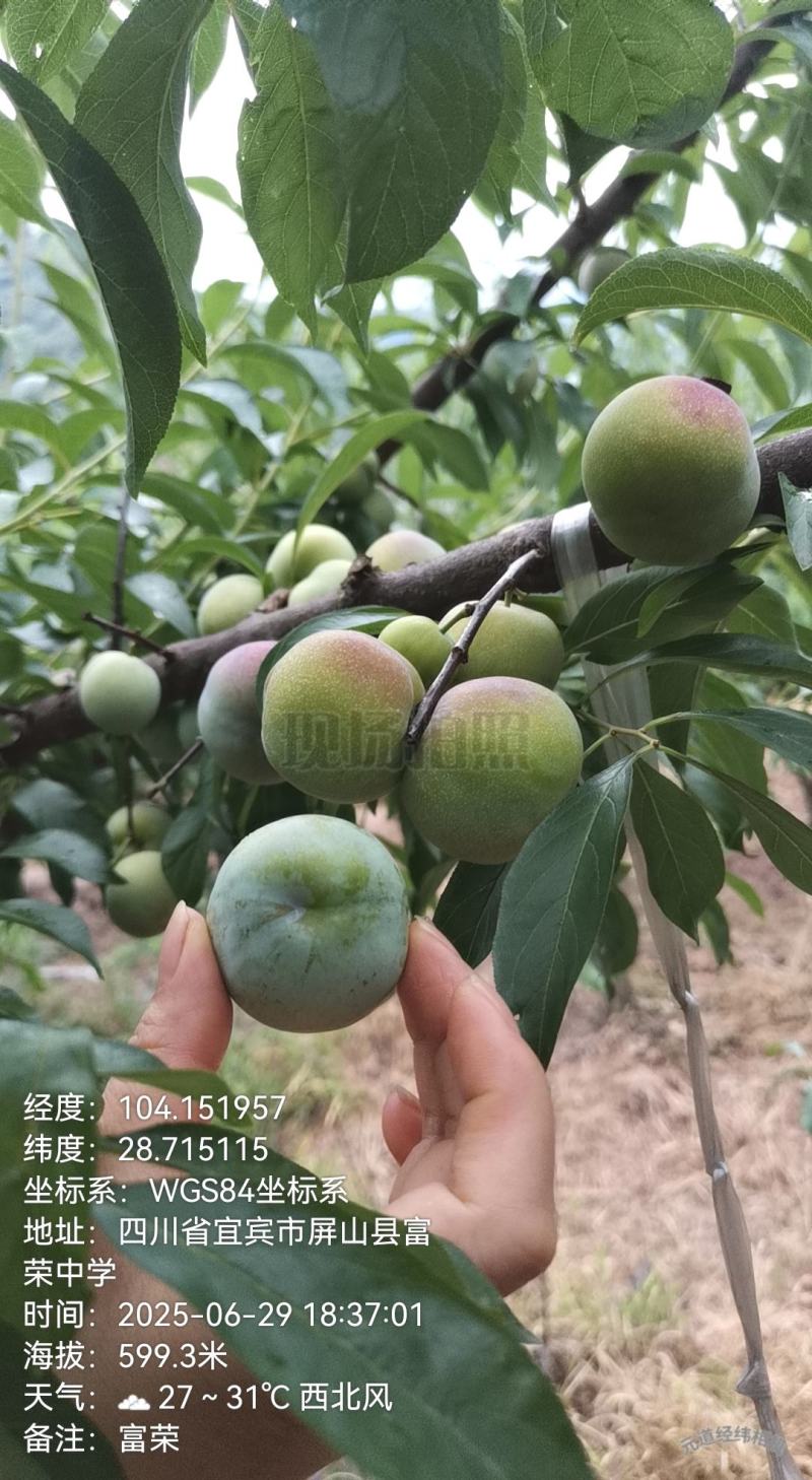屏山半边红