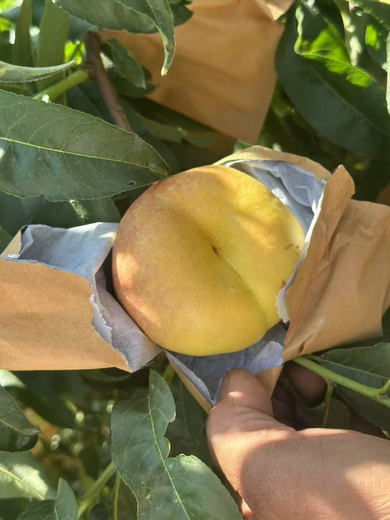 《黄油蟠桃》油蟠桃/黄蟠桃/质量三包/供应电商，市场团购
