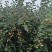 沙果