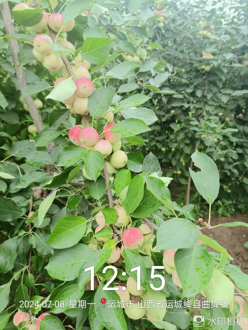 沙果