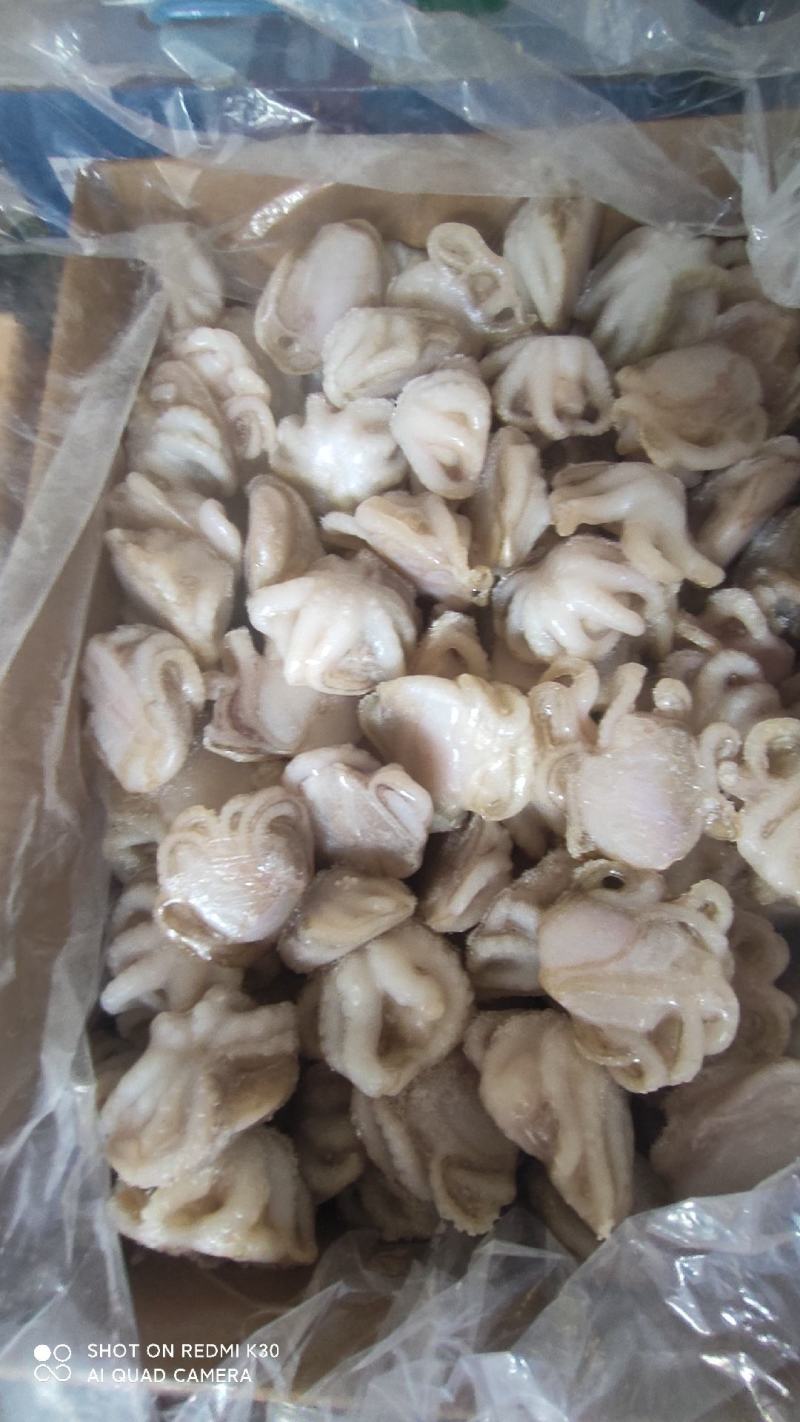 八爪鱼