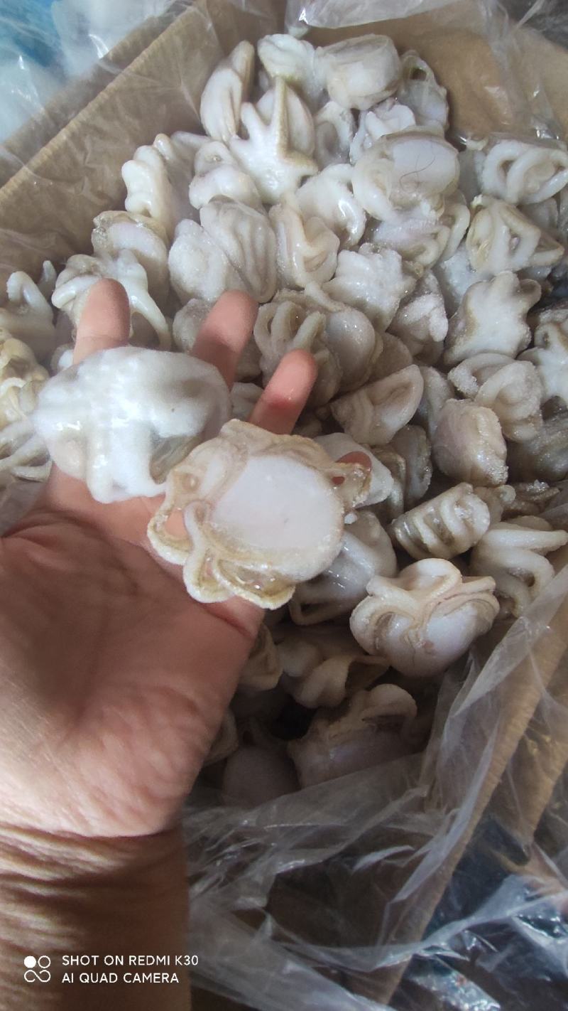 八爪鱼