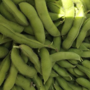江苏徐州邳州河南商丘精品毛豆欢迎，市场，超市，电商合作