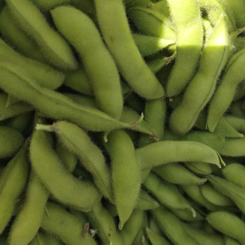 江苏徐州邳州河南商丘精品毛豆欢迎，市场，超市，电商合作