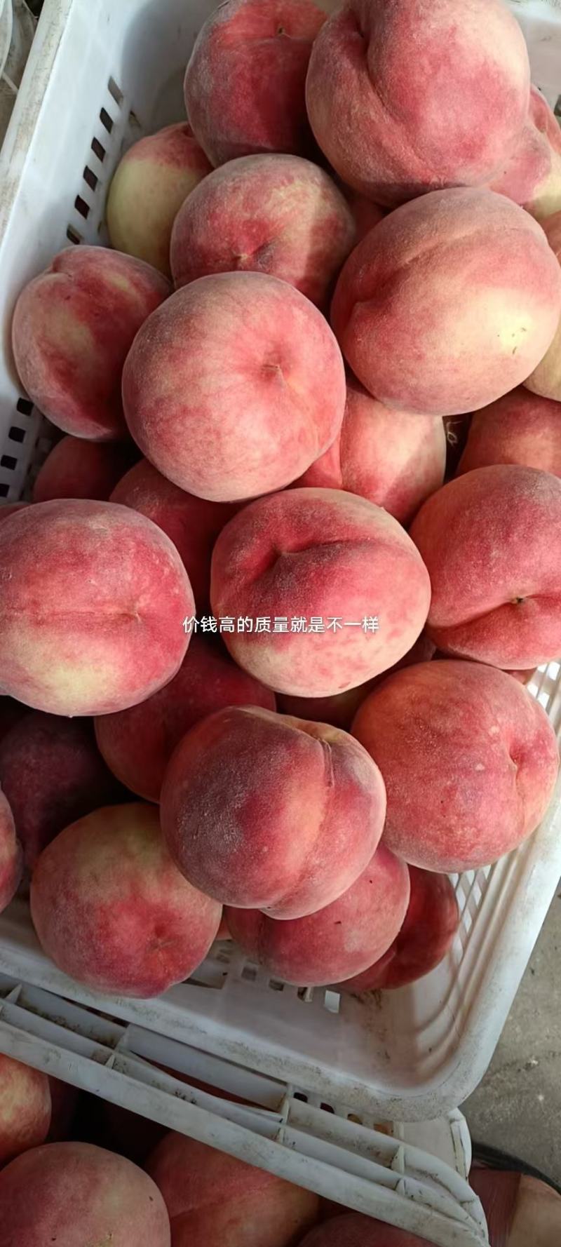 精品水蜜桃大量供货产地直发价格优惠欢迎来电洽谈合作