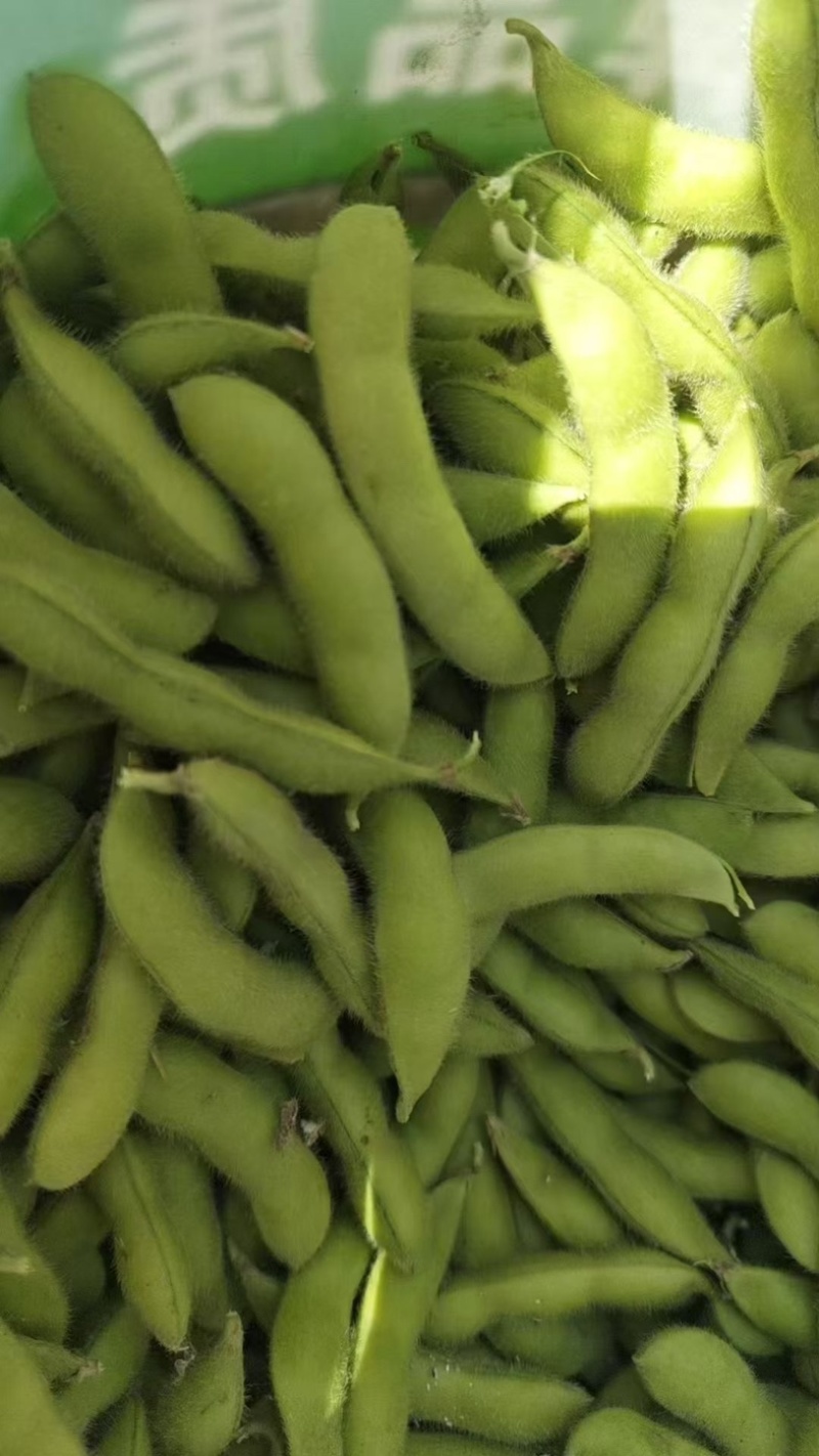 江苏徐州邳州河南商丘精品毛豆欢迎，市场，超市，电商合作
