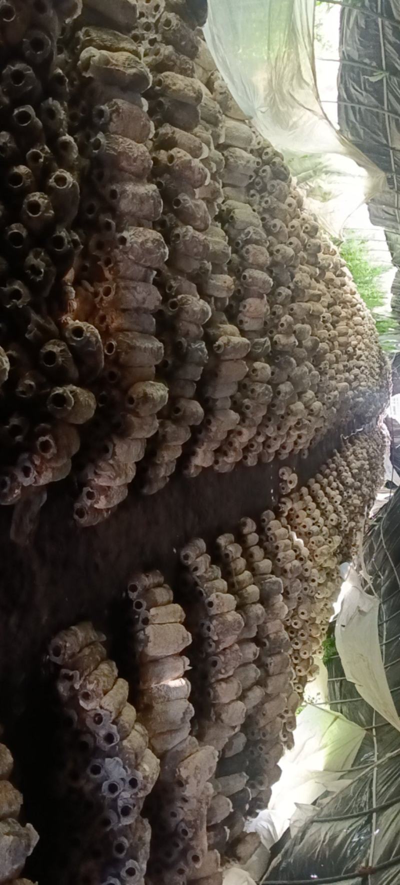 废菌包免费供应