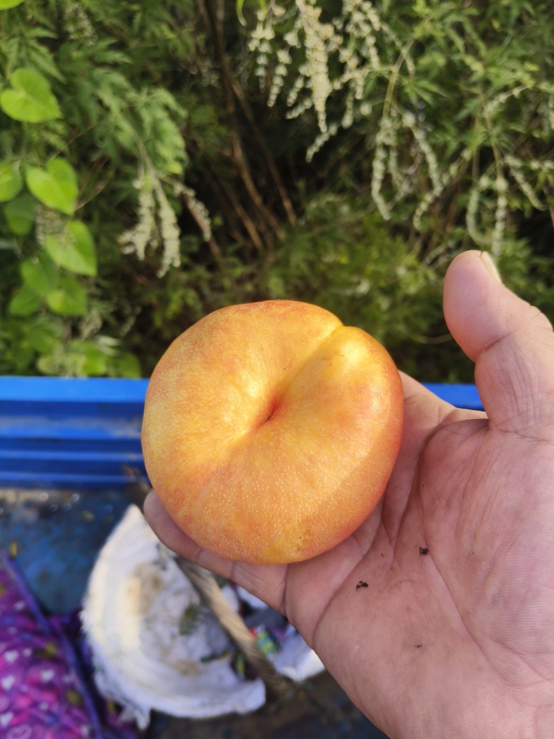 遵化山地毛桃油桃蟠桃品种齐全，质优价廉。