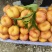 遵化山地毛桃油桃蟠桃品种齐全，质优价廉。