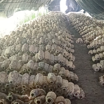 废菌包免费供应