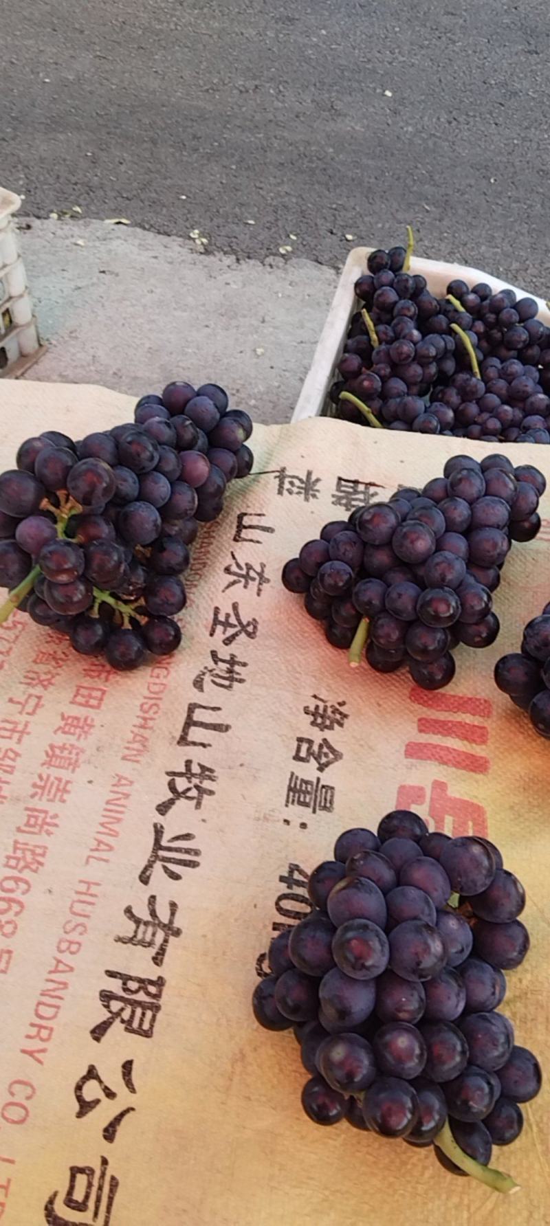 葡萄已上市，欢迎老板前来订购