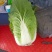 沽源大白菜上市中