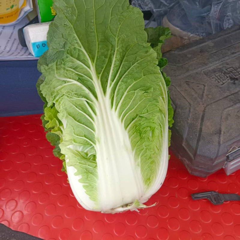 沽源大白菜上市中