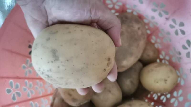 黄心土豆批发一件代发对接市场档口商超价格可谈