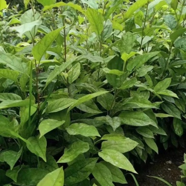 优质山丁子苗抗寒海棠嫁接苹果砧木