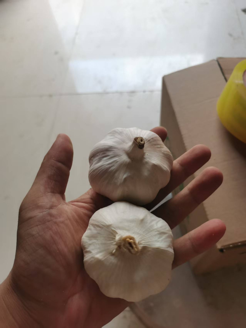 大蒜批发一件代发对接电商供应链市场档口价格低