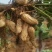 【精】河南花生/鲜花生/大白沙/新品上市/视频看货
