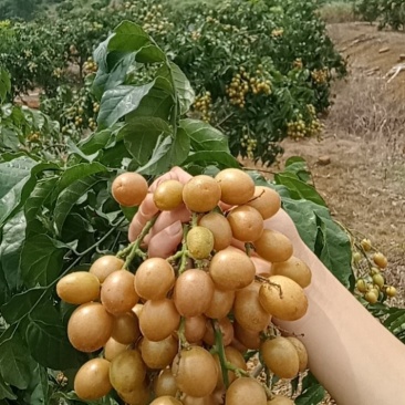 黑金刚，贵妃黄皮即将上市