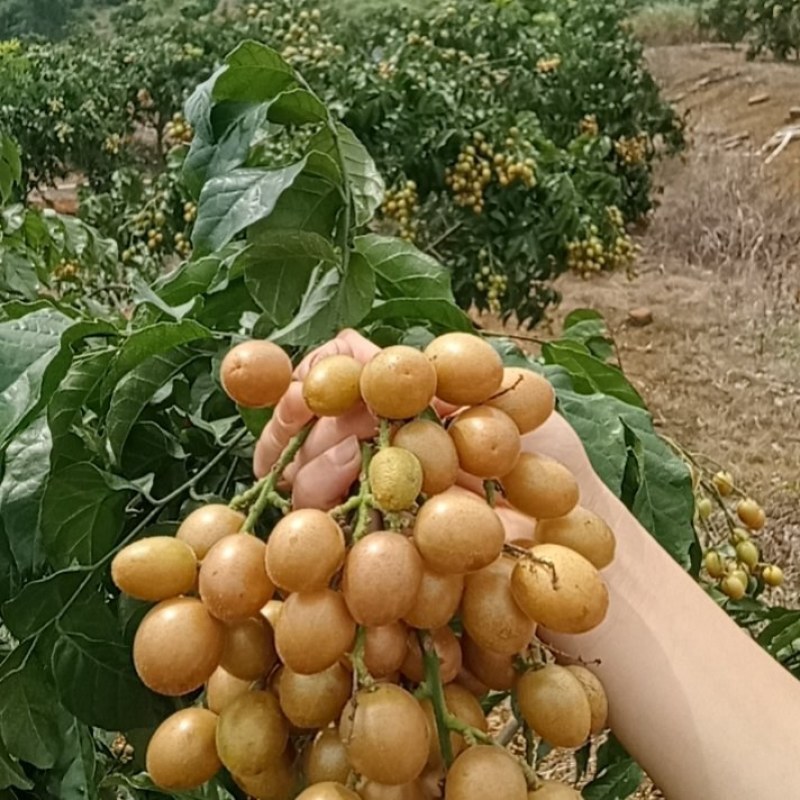 黑金刚，贵妃黄皮即将上市