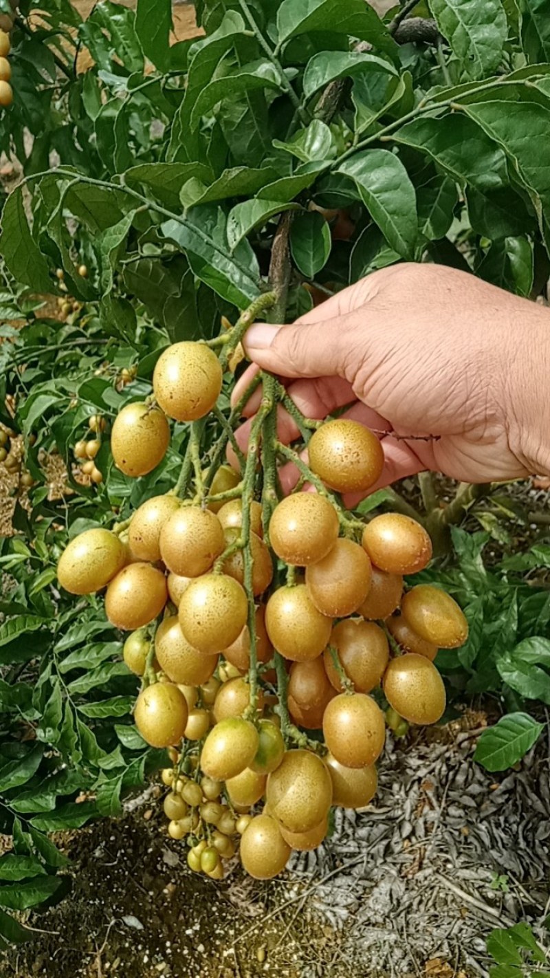 黑金刚，贵妃黄皮即将上市