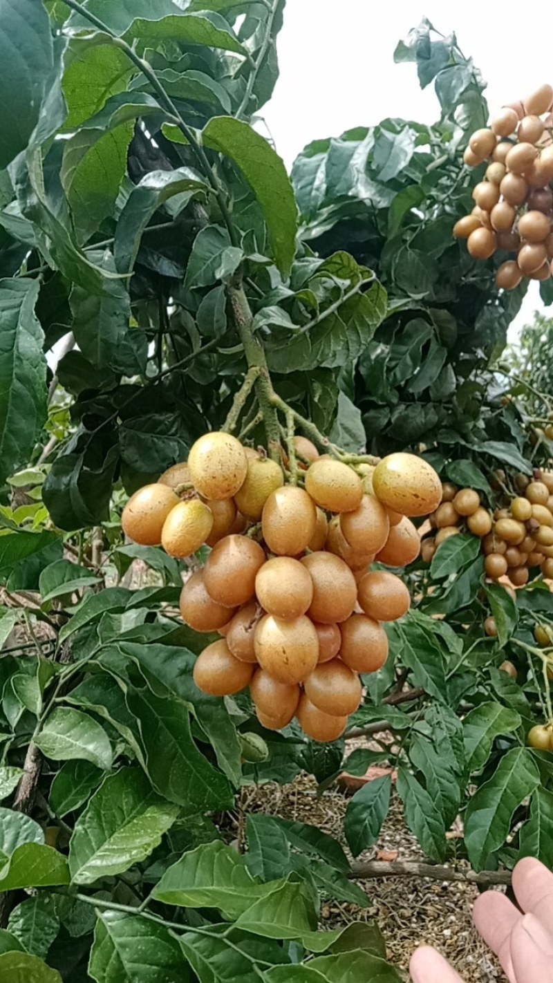 黑金刚，贵妃黄皮即将上市