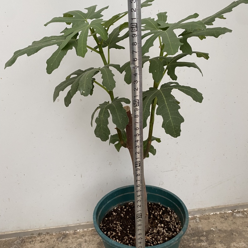芭劳奈无花果大苗盆栽苗