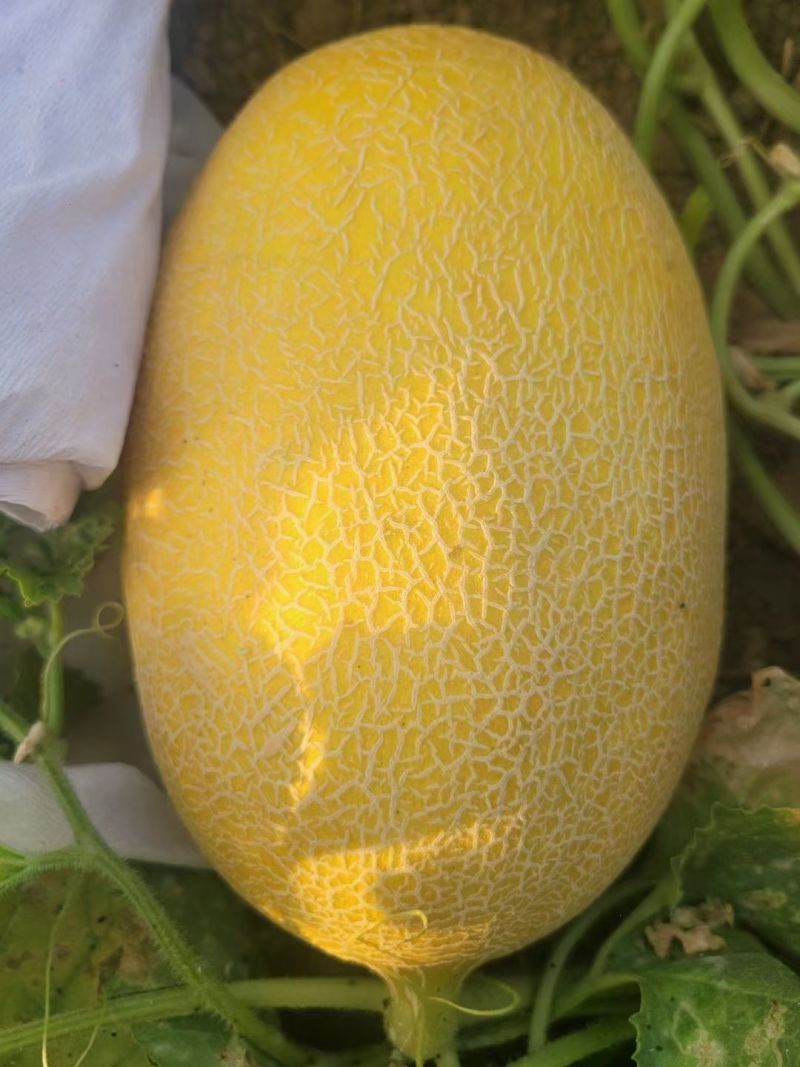 新疆哈密瓜金色年华货量大头茬精品瓜形好熟度刚好耐运输储存