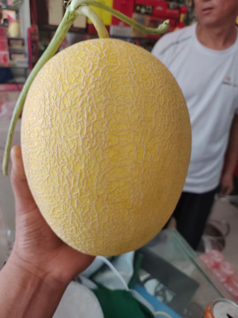 新疆哈密瓜金色年华货量大头茬精品瓜形好熟度刚好耐运输储存